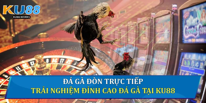 Đá gà đòn trực tiếp